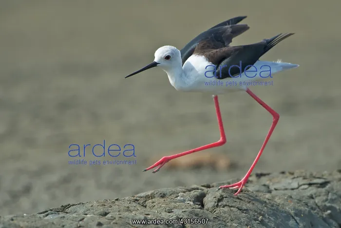 : Black-winged Stilt : Black-winged Stilt