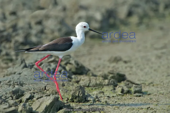 : Black-winged Stilt : Black-winged Stilt