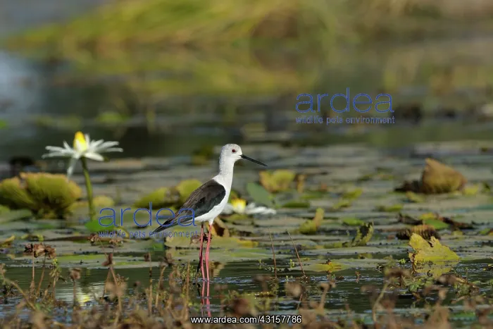 : Black-winged Stilt : Black-winged Stilt
