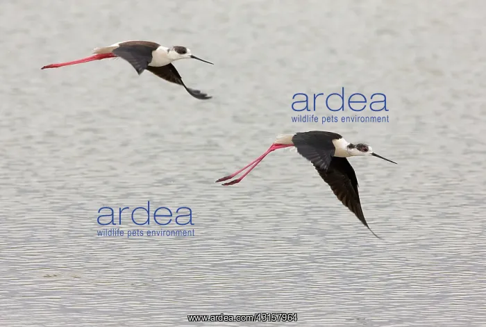 : Black-winged Stilt : Black-winged Stilt