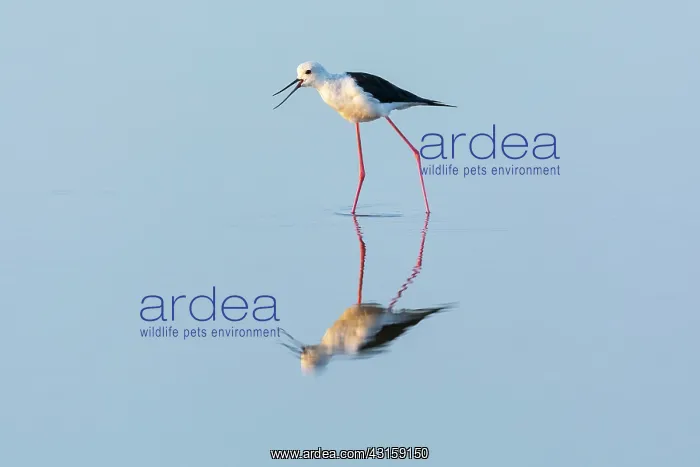 : Black-winged Stilt : Black-winged Stilt