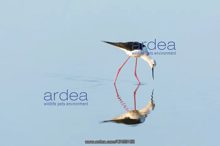 : Black-winged Stilt : Black-winged Stilt