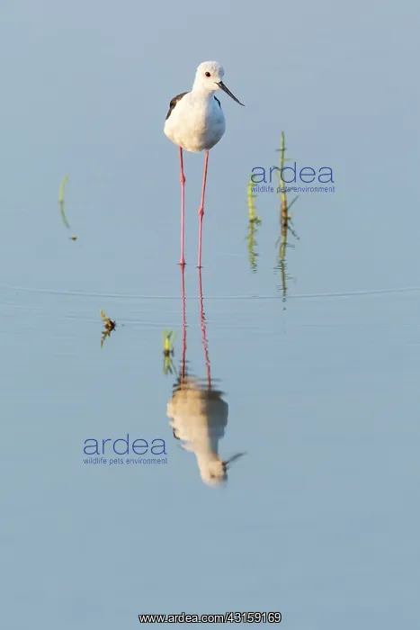 : Black-winged Stilt : Black-winged Stilt