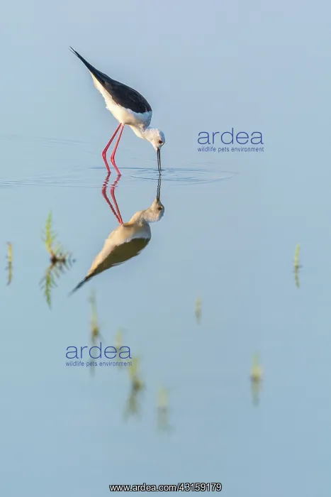 : Black-winged Stilt : Black-winged Stilt
