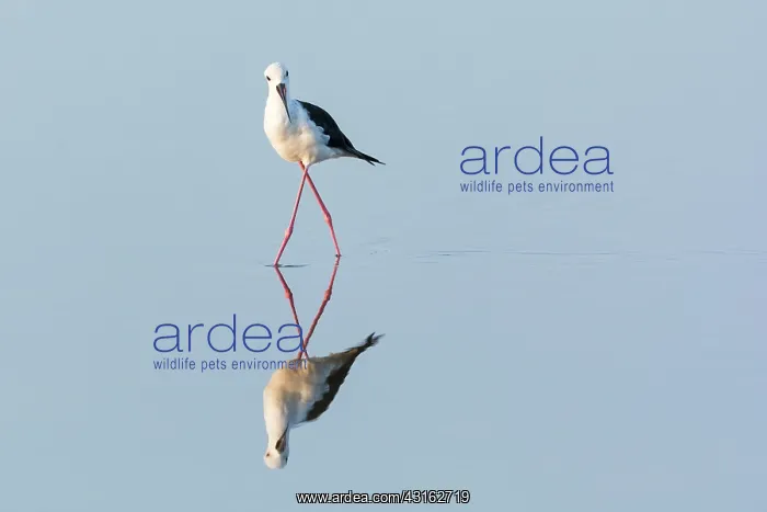 : Black-winged Stilt : Black-winged Stilt
