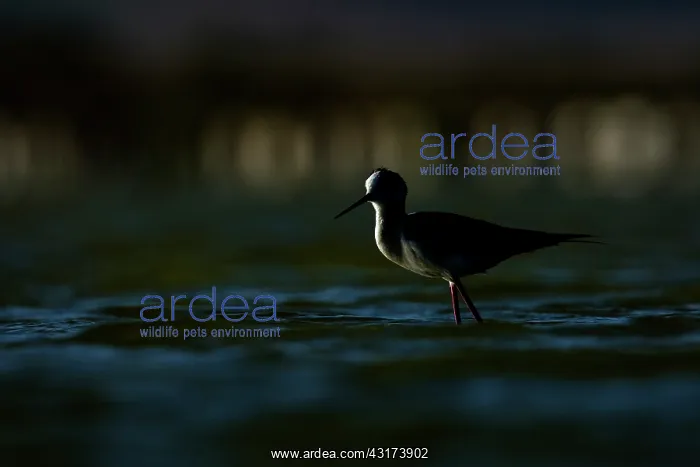 : Black-winged Stilt : Black-winged Stilt