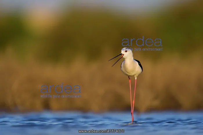: Black-winged Stilt : Black-winged Stilt