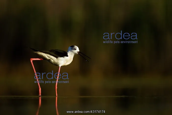 : Black-winged Stilt : Black-winged Stilt