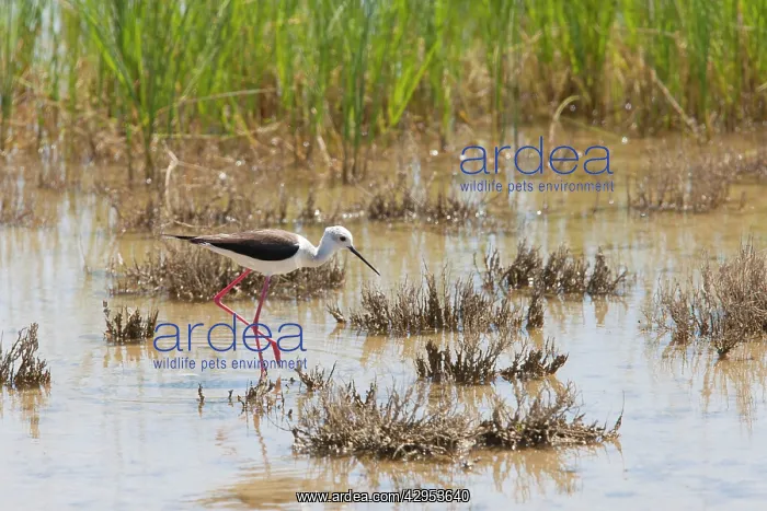 : Black winged Stilt - adult feeding in marsh : Black winged Stilt - adult feeding in marsh