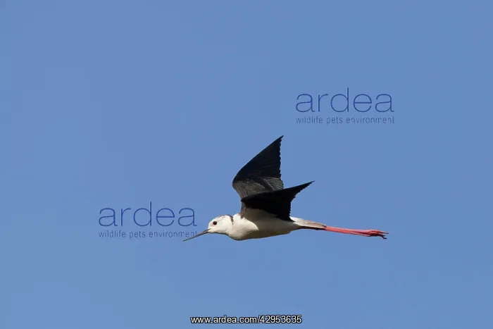 : Black winged Stilt - adult in flight : Black winged Stilt - adult in flight