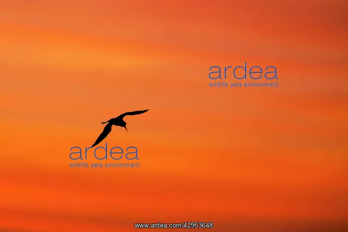 : Black winged Stilt - adult in flight silhouetted : Black winged Stilt - adult in flight silhouetted