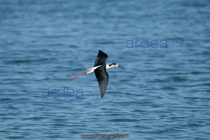 : Black-winged Stilt - Adult male in flight : Black-winged Stilt - Adult male in flight