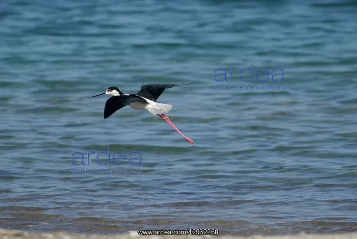 : Black-winged Stilt - Adult male in flight : Black-winged Stilt - Adult male in flight