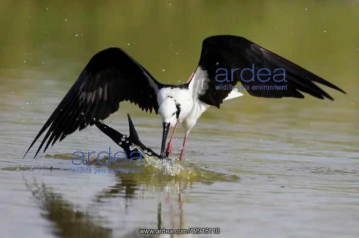 : Black-winged Stilt attacking another stilt underwater : Black-winged Stilt attacking another stilt underwater