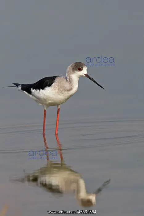 : Black-winged Stilt / Common Stilt / Pied Stilt - : Black-winged Stilt / Common Stilt / Pied Stilt -