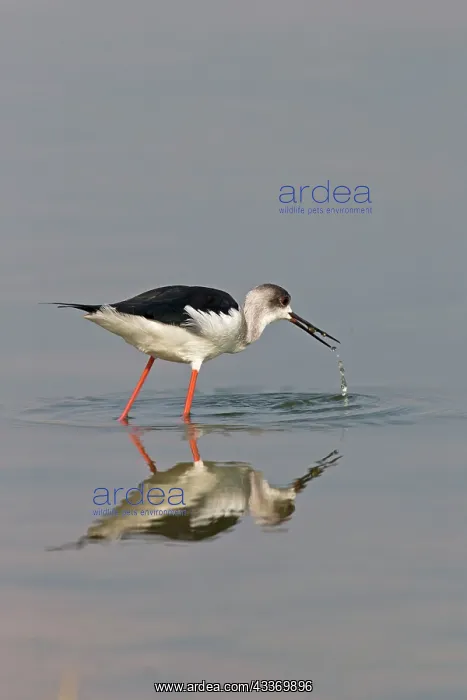 : Black-winged Stilt / Common Stilt / Pied Stilt - : Black-winged Stilt / Common Stilt / Pied Stilt -