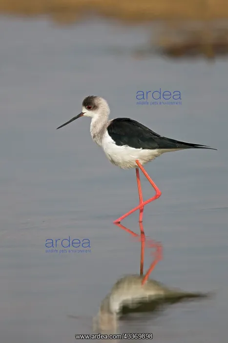 : Black-winged Stilt / Common Stilt / Pied Stilt - : Black-winged Stilt / Common Stilt / Pied Stilt -