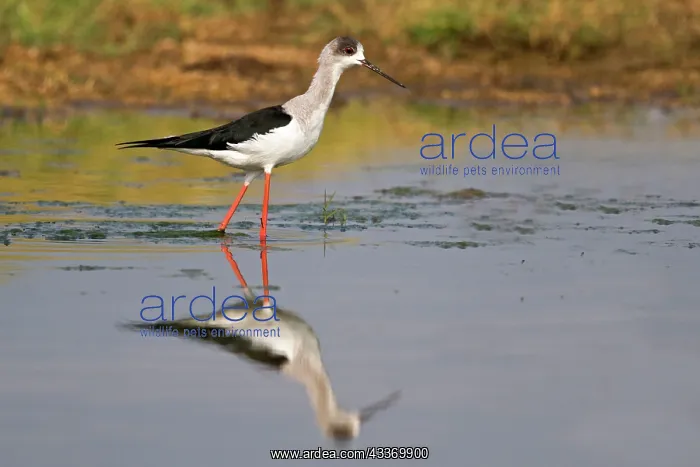  : Black-winged Stilt  /  Common Stilt  /  Pied Stilt -