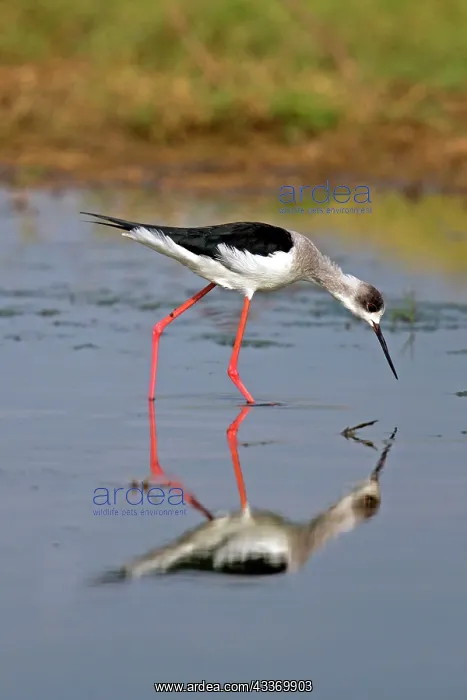  : Black-winged Stilt  /  Common Stilt  /  Pied Stilt -