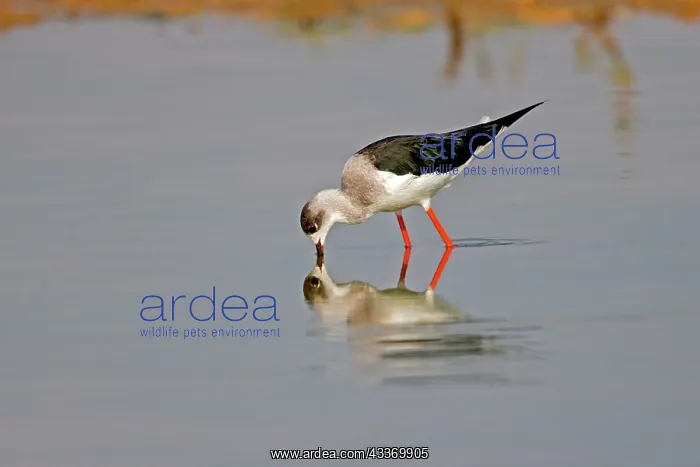 : Black-winged Stilt / Common Stilt / Pied Stilt - : Black-winged Stilt / Common Stilt / Pied Stilt -
