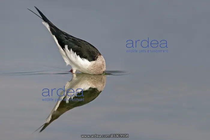 : Black-winged Stilt / Common Stilt / Pied Stilt - : Black-winged Stilt / Common Stilt / Pied Stilt -