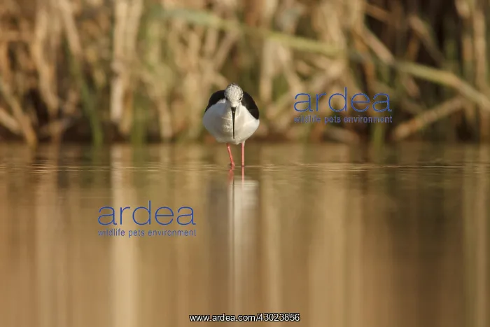 : Black-Winged Stilt foraging on marsh Castilla La Mancha : Black-Winged Stilt foraging on marsh Castilla La Mancha