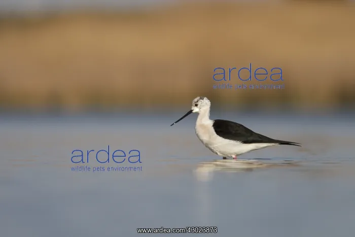  : Black-Winged Stilt foraging on marsh Castilla La Mancha