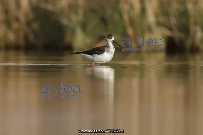 : Black-Winged Stilt foraging on marsh Castilla La Mancha : Black-Winged Stilt foraging on marsh Castilla La Mancha