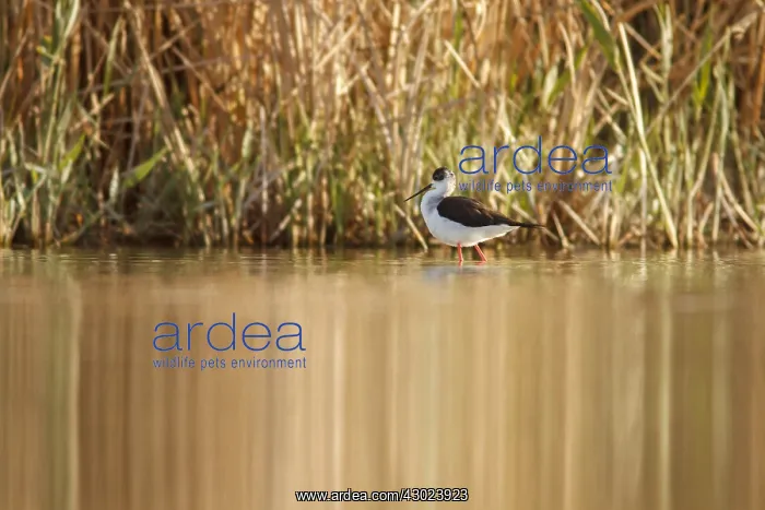 : Black-Winged Stilt foraging on marsh Castilla La Mancha : Black-Winged Stilt foraging on marsh Castilla La Mancha