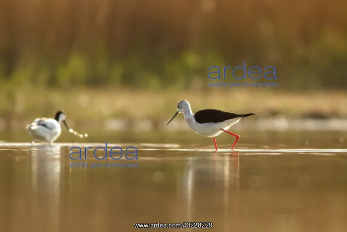 : Black-Winged Stilt foraging on marsh Castilla La Mancha : Black-Winged Stilt foraging on marsh Castilla La Mancha