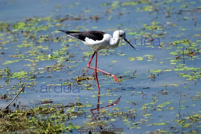 : Black-winged Stilt foraging in shallows : Black-winged Stilt foraging in shallows