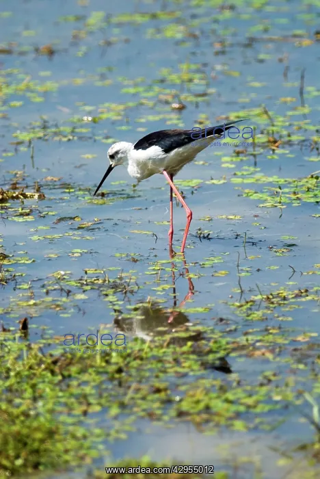 : Black-winged Stilt foraging in shallows : Black-winged Stilt foraging in shallows