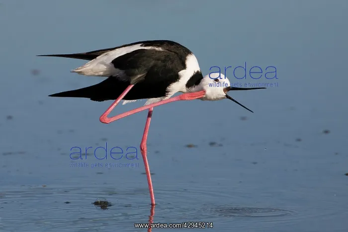 : Black-winged Stilt - head scratching on one leg : Black-winged Stilt - head scratching on one leg