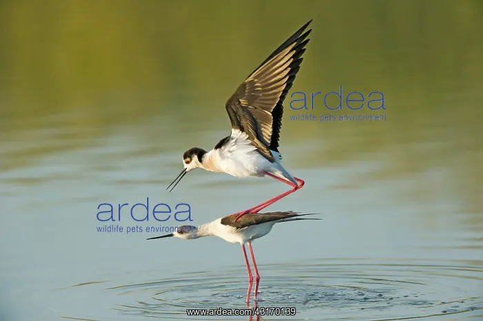 : Black - winged Stilt (Himantopus himantopus) : Black - winged Stilt (Himantopus himantopus)
