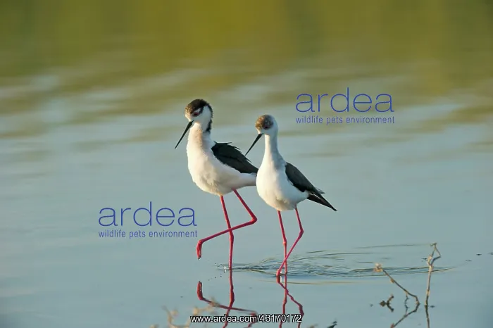 : Black - winged Stilt (Himantopus himantopus) : Black - winged Stilt (Himantopus himantopus)