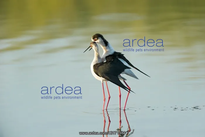 : Black-winged Stilt (Himantopus himantopus) : Black-winged Stilt (Himantopus himantopus)