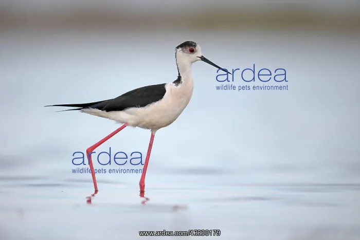 : Black-winged Stilt (Himantopus himantopus) adult : Black-winged Stilt (Himantopus himantopus) adult