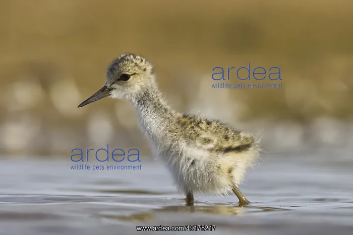  : Black-winged Stilt (Himantopus himantopus) chick foraging