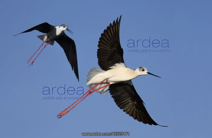 : Black-winged Stilt (Himantopus himantopus) couple : Black-winged Stilt (Himantopus himantopus) couple