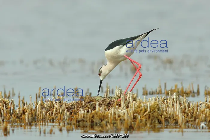 : Black-winged Stilt (Himantopus himantopus) male : Black-winged Stilt (Himantopus himantopus) male