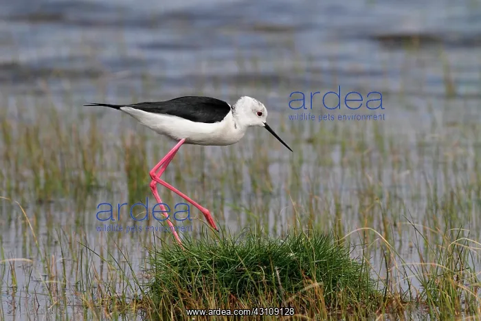 : Black-winged stilt (Himantopus himantopus), marais : Black-winged stilt (Himantopus himantopus), marais