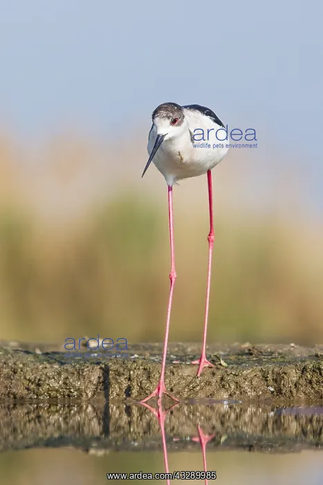 : Black-winged Stilt (Himantopus himantopus) stan : Black-winged Stilt (Himantopus himantopus) stan