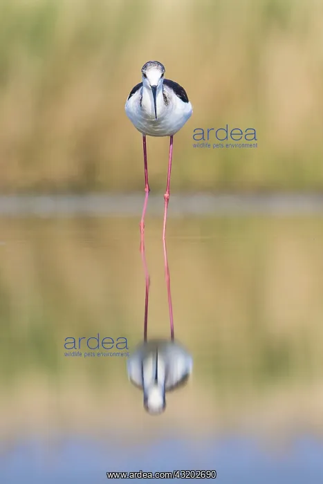 : Black-winged Stilt (Himantopus himantopus) wadi : Black-winged Stilt (Himantopus himantopus) wadi