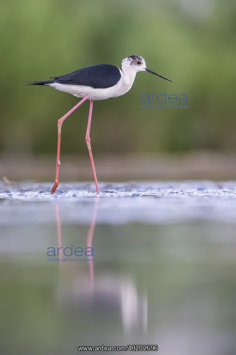 : Black-winged Stilt (Himantopus himantopus) wadi : Black-winged Stilt (Himantopus himantopus) wadi