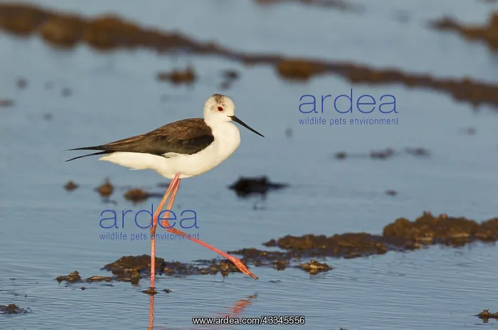 : Black-winged Stilt - hunting in a rice field which : Black-winged Stilt - hunting in a rice field which