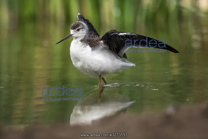 : Black Winged Stilt - Juvenile - UK : Black Winged Stilt - Juvenile - UK