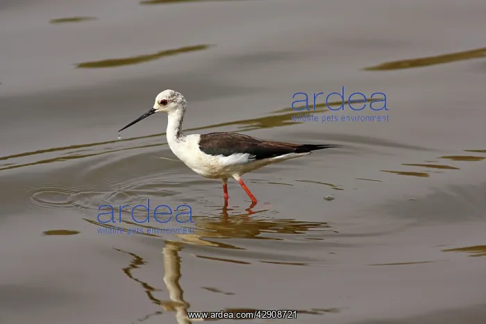 : Black-winged Stilt in lake : Black-winged Stilt in lake
