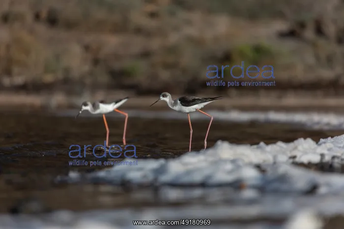  : Black Winged Stilt - Lanzarote - Spain