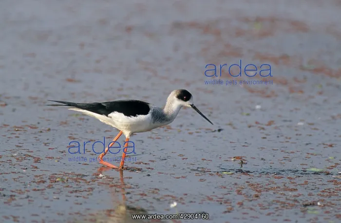 : Black-winged Stilt looking for food : Black-winged Stilt looking for food