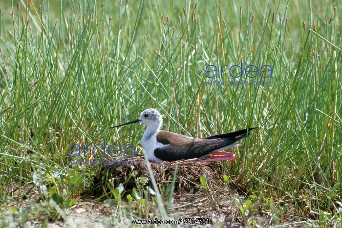 : Black Winged Stilt - at nest : Black Winged Stilt - at nest